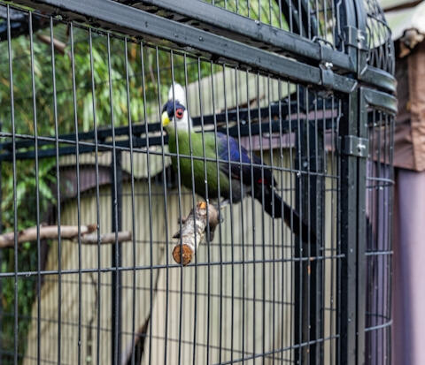 Animal Ed.Ventures exotic birds