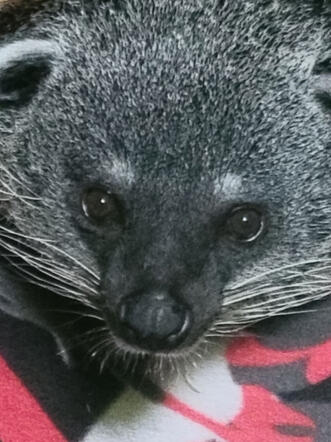 Bear cat at Animal Ed.Ventures animal sanctuary in Coats, NC